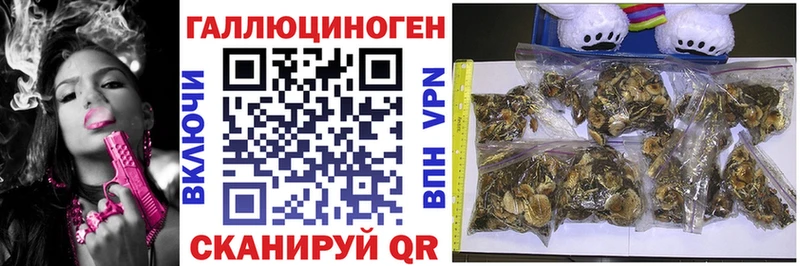 магазин    Удомля  Псилоцибиновые грибы Cubensis 